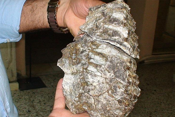 Konya'da 2,5 milyon yıllık mamut fosili bulundu