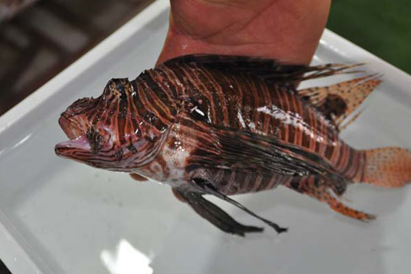 Gazipaşa'da zehirli aslan balığı yakalandı