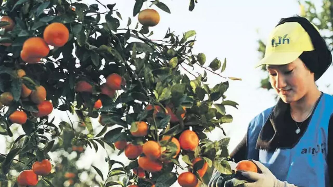 Türkiye, narenciye üretiminde Çin ve Hindistan'ı geride bıraktı