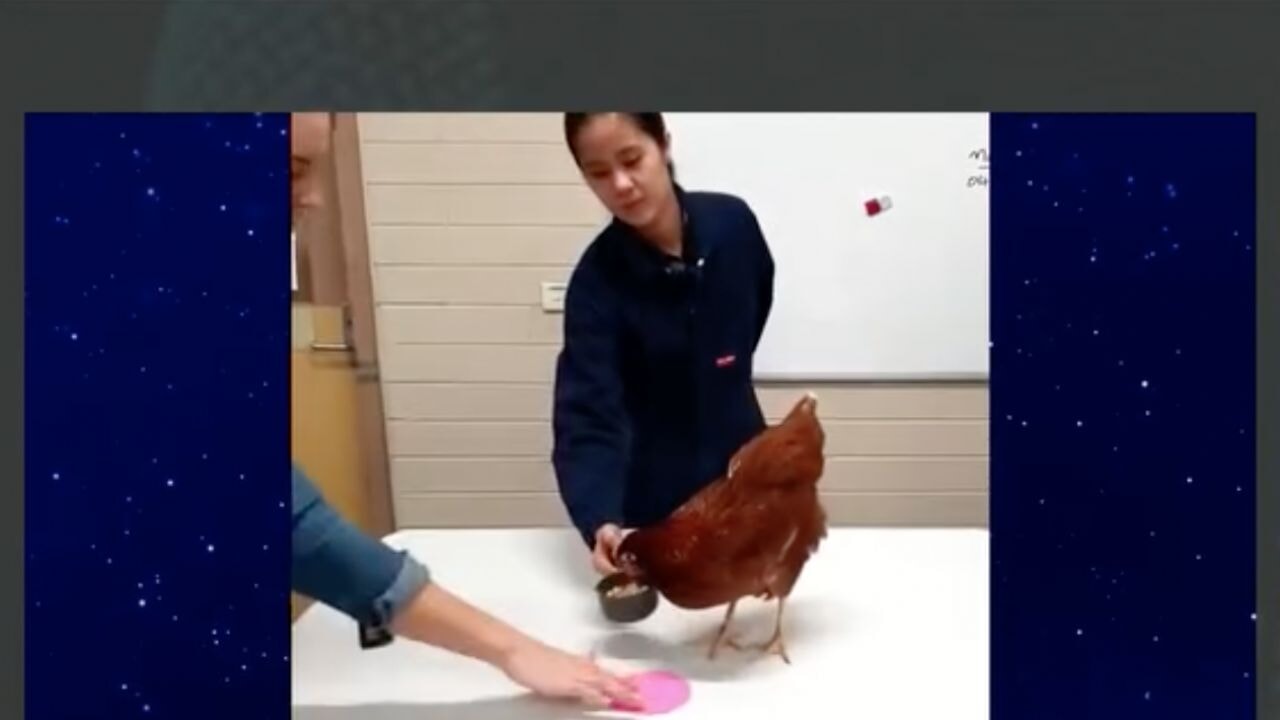 Prof. Dr. Kılıç: 'Tavuk gibi eğitildim'