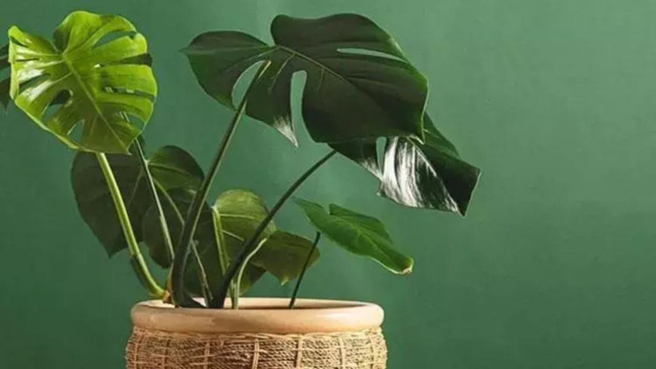 Evinize oksijen sağlayacak 7 bitki!