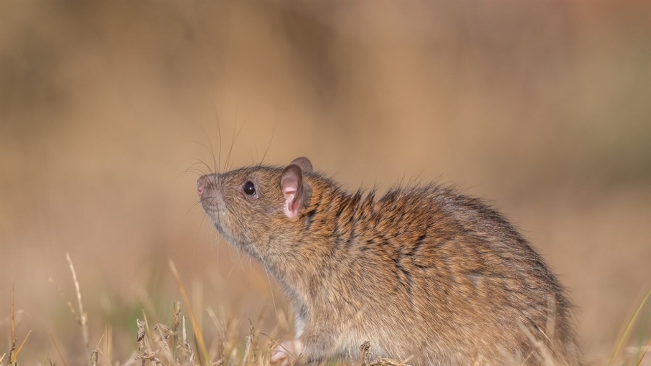 Çin'den Diyarbakır'a 'göçmen sıçan' geldi!