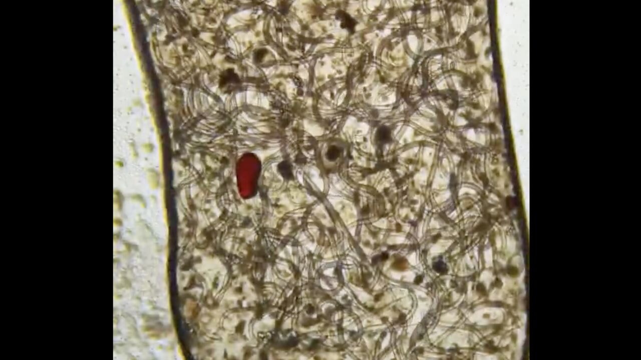 Prof. Dr. Turan: 'Sarmısak, gitmesi gereken yeri bulur'