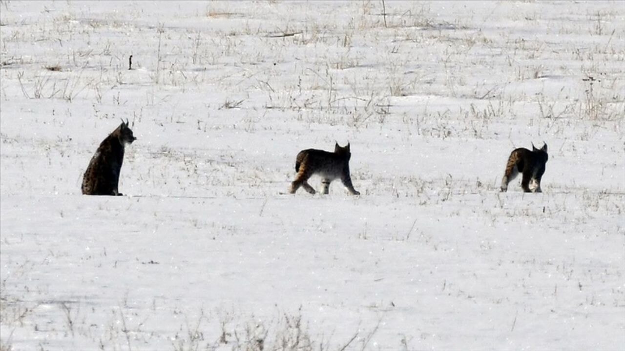 'Ormanın hayaleti' yavrularıyla kar örtüsü üzerinde görüntülendi