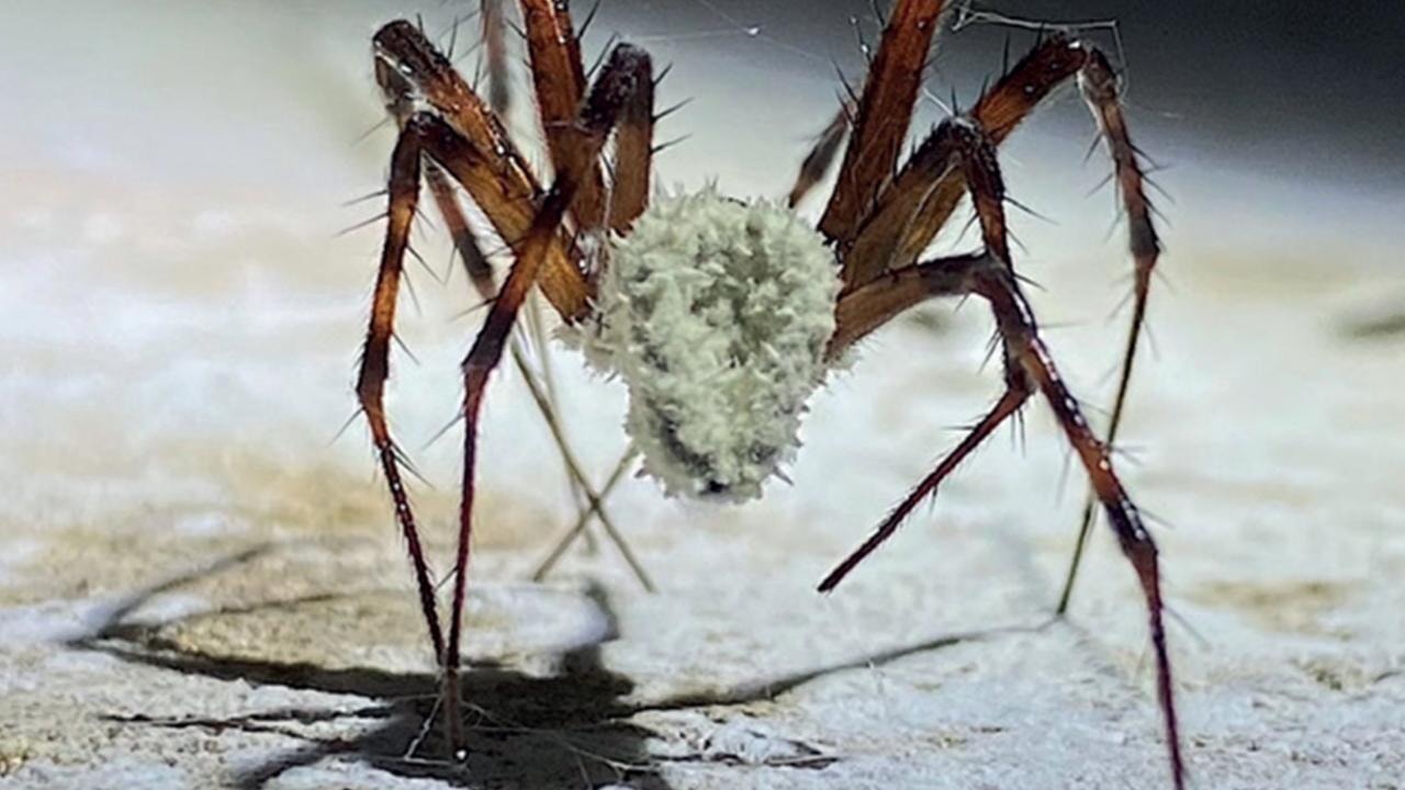 Örümcekleri zombiye çeviren mantar keşfedildi