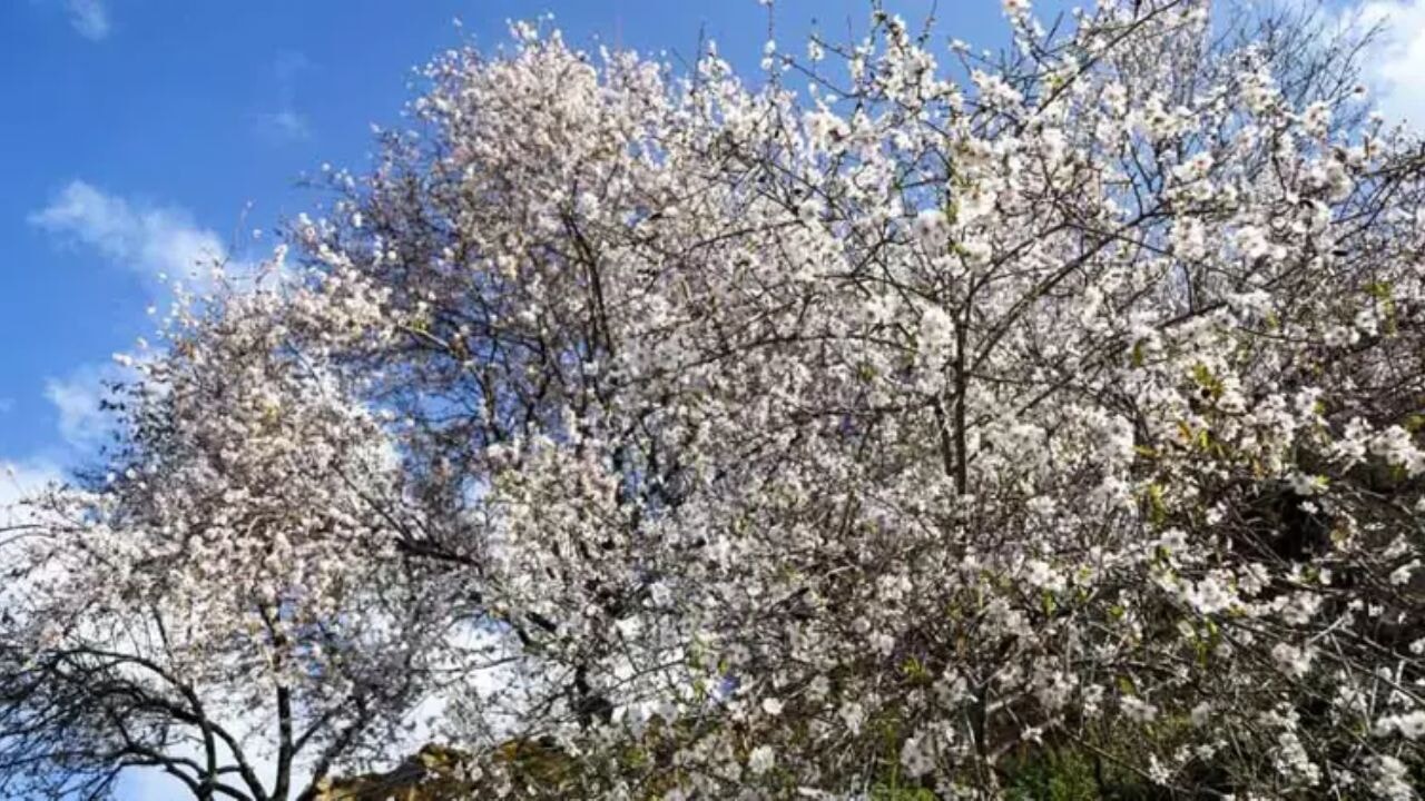 Erken çiçek açan badem ve kiraz ağaçları, don riskiyle üreticiyi endişelendiriyor