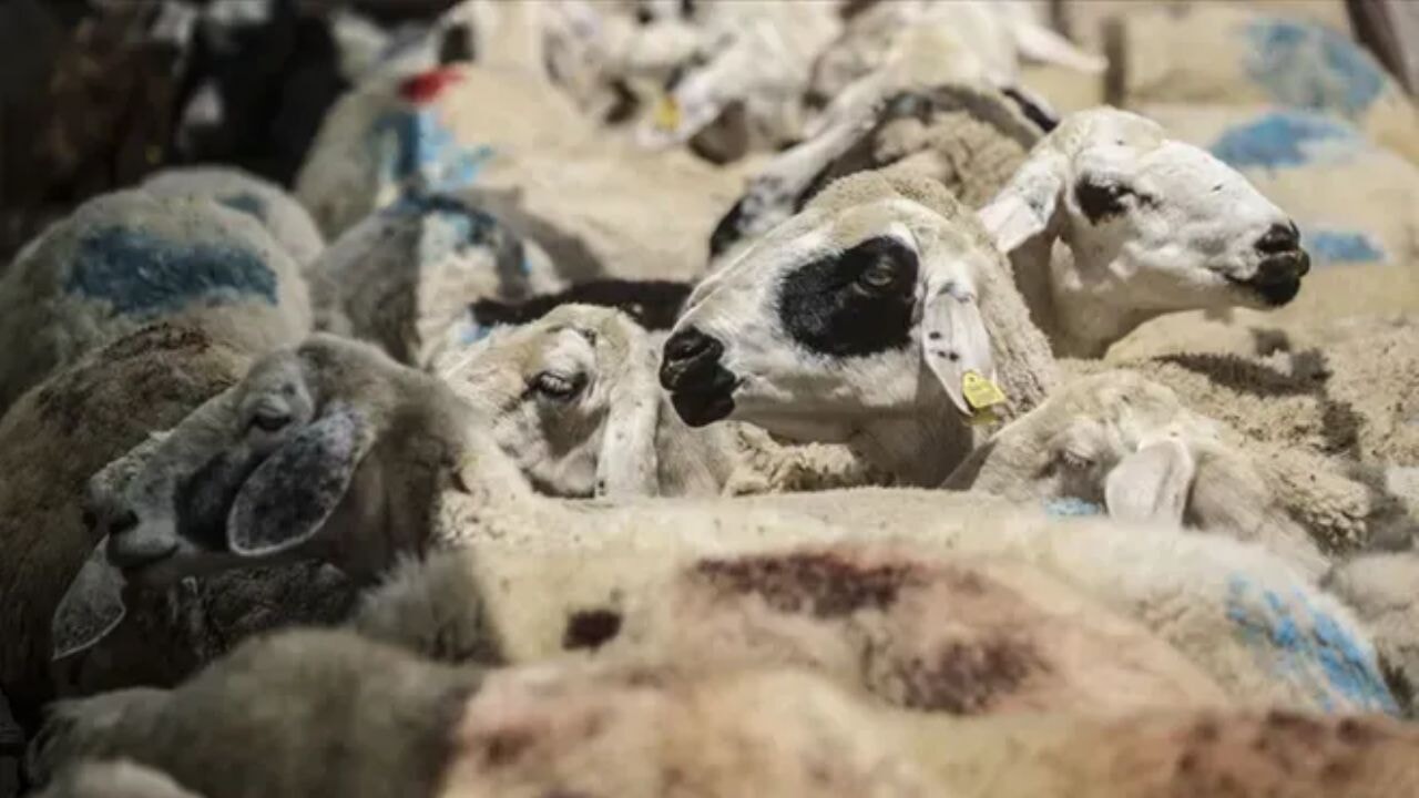 Tarım ve Orman Bakanlığı'ndan dev proje