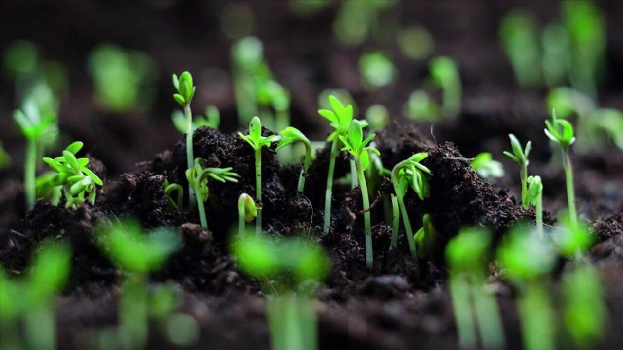 Türkiye'nin 81 ilinde doğal bitki çalışması başlatıldı