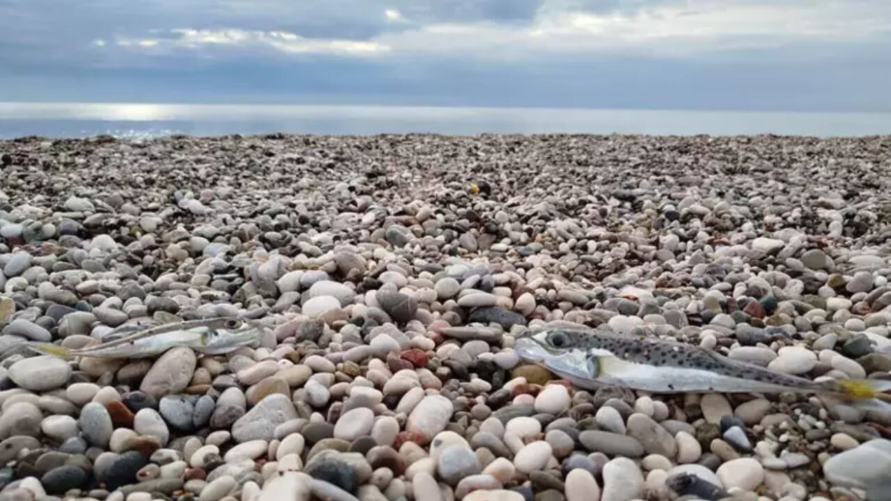 Zehirli balon balığını karaya çıkarmanın bedeli ağır olacak! İşte cezalar
