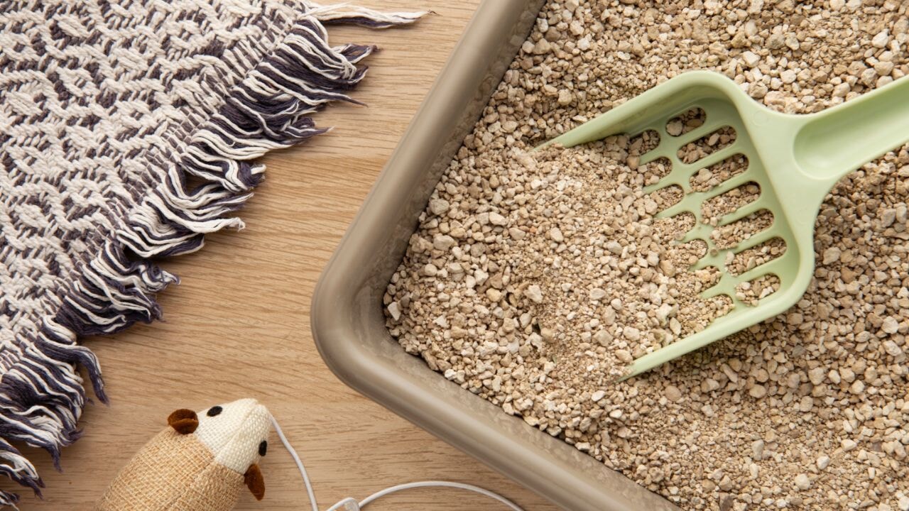 Hangi Kedi Kumu Kediniz İçin Doğru Seçim?