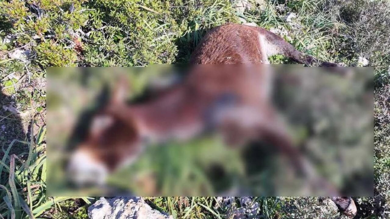 14 Eşek vahşice öldürüldü