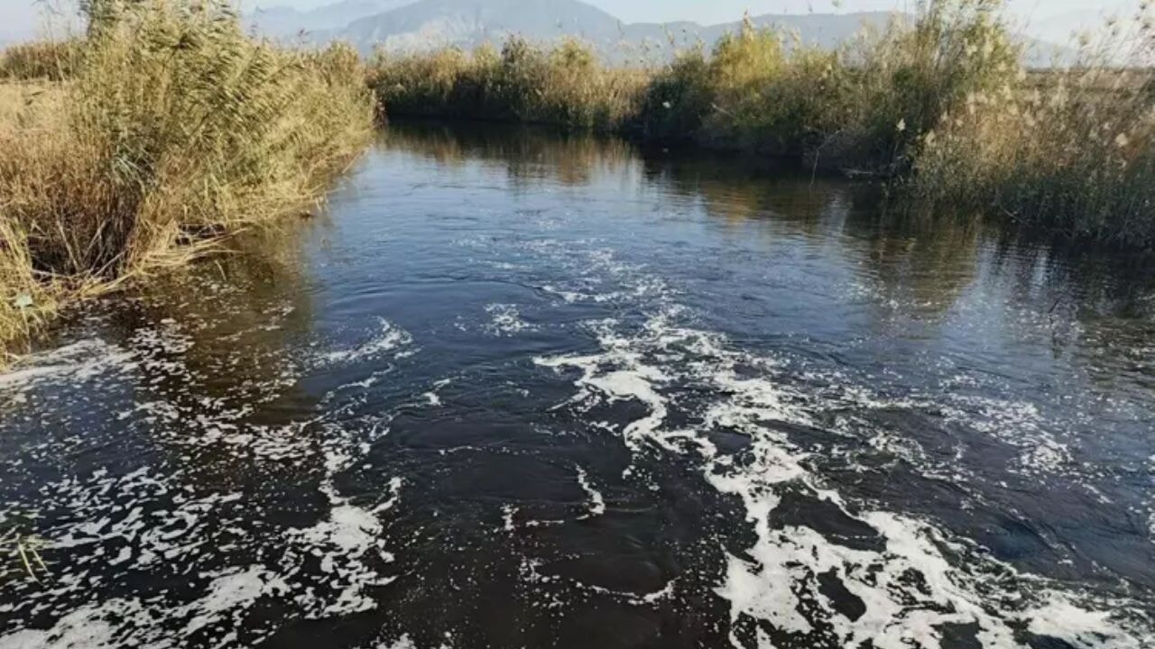 Zeytinyağı fabrikaları kirliliğe sebep oluyor: Büyük Menderes Nehri'nde felaket