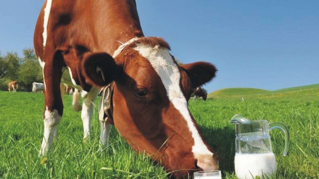 Sütte kriz mi kapıda? Üretici fiyat artışı istiyor!