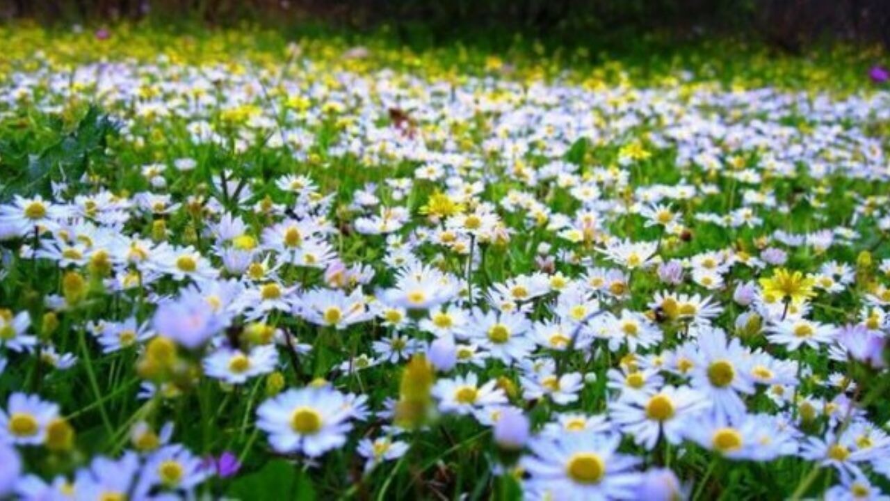 2025 Cemre takvimi: Hangi tarihlerde bahar başlıyor?