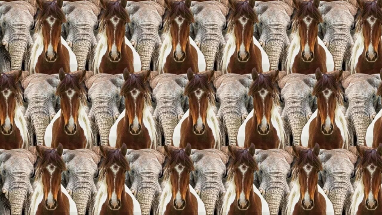 Zeka zorlayan test: Fil ve atların arasındaki kedi nerede?