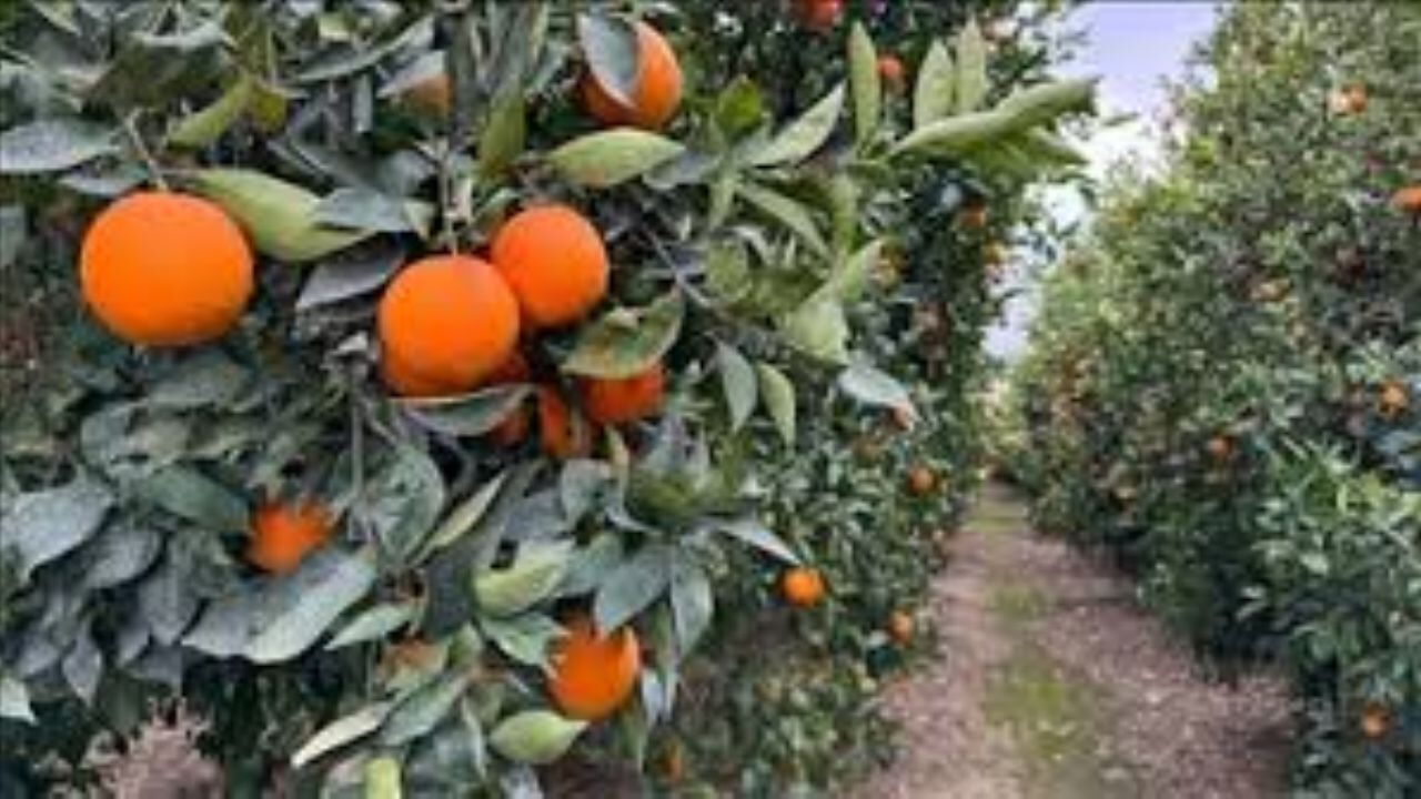 Adana kış aylarında da gezginlerin uğrak noktası oluyor