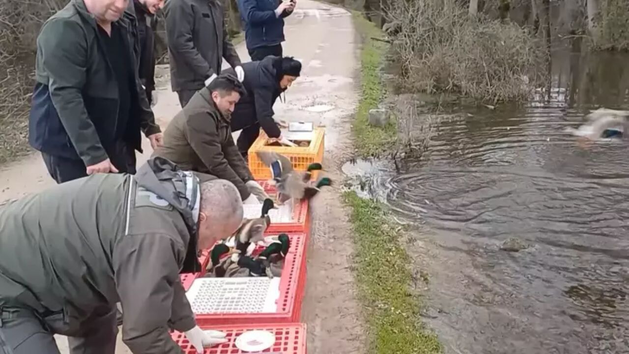 Bursa'da yaralı şahinler ve yasa dışı yakalanan ördekler doğaya salındı
