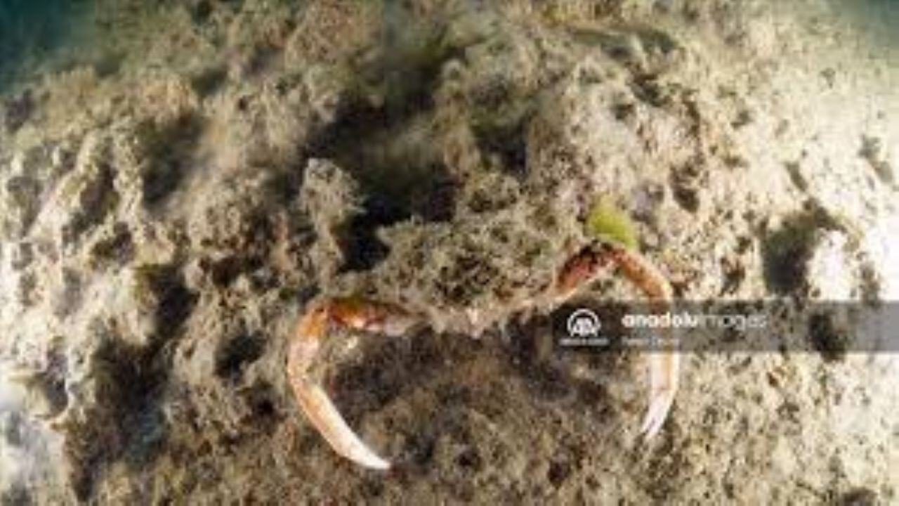 Büyükada ve Sivriada'nın derinliklerinde müsilajın olumsuz etkileri