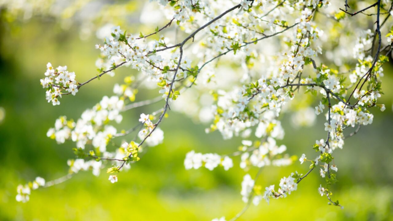 Cemre takvimi açıklandı! Üçüncü cemre ne zaman düşecek?
