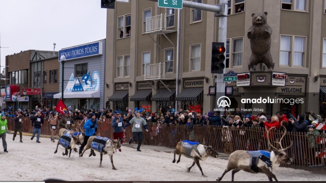 Alaska'da Ren Geyiği koşusu: Eğlence ve kaos bir arada