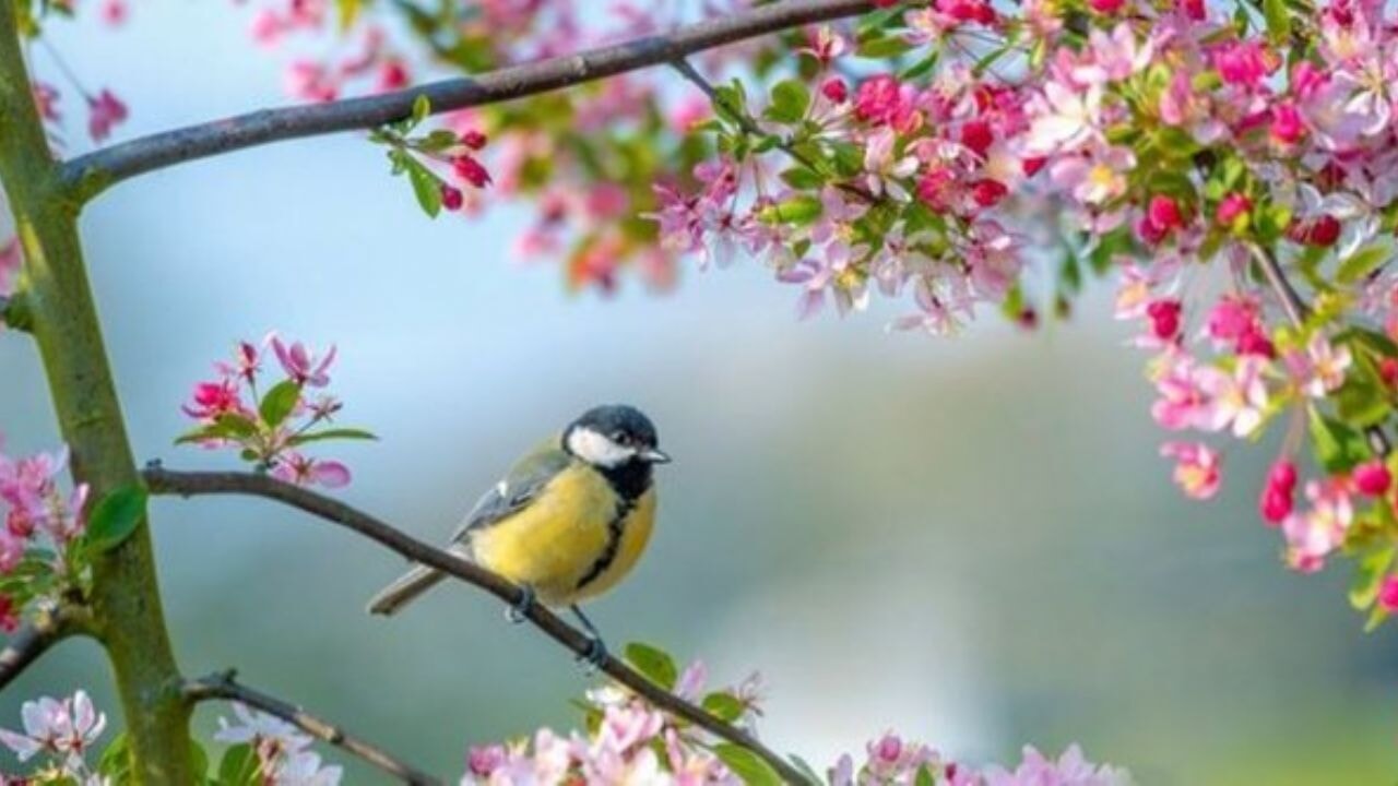 Baharı müjdeleyen 3. cemre düşmesi merakla bekleniyor