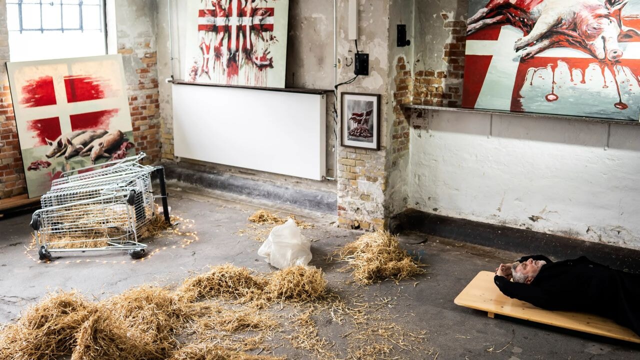 'Sanat için' açlıktan öldürülecek domuzlar kaçırıldı