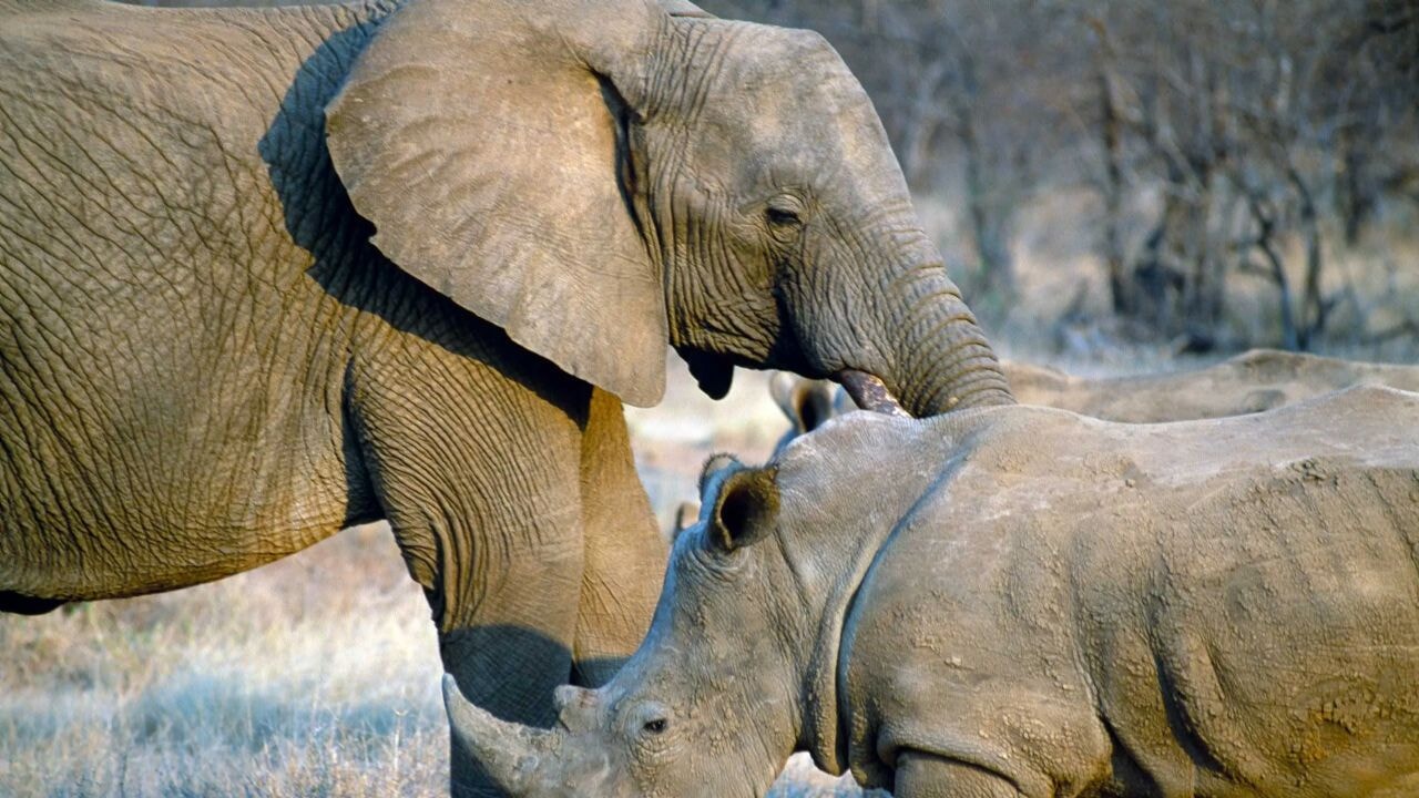 Trump kararları filleri ve gergedanları da vurdu