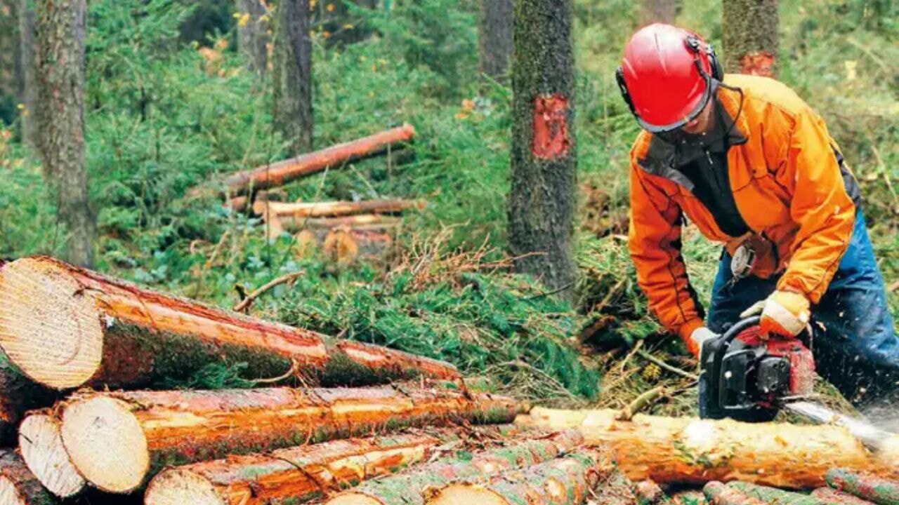Tarım ve Orman Bakanlığı, 4 bin 500 işçi alacağını duyurdu