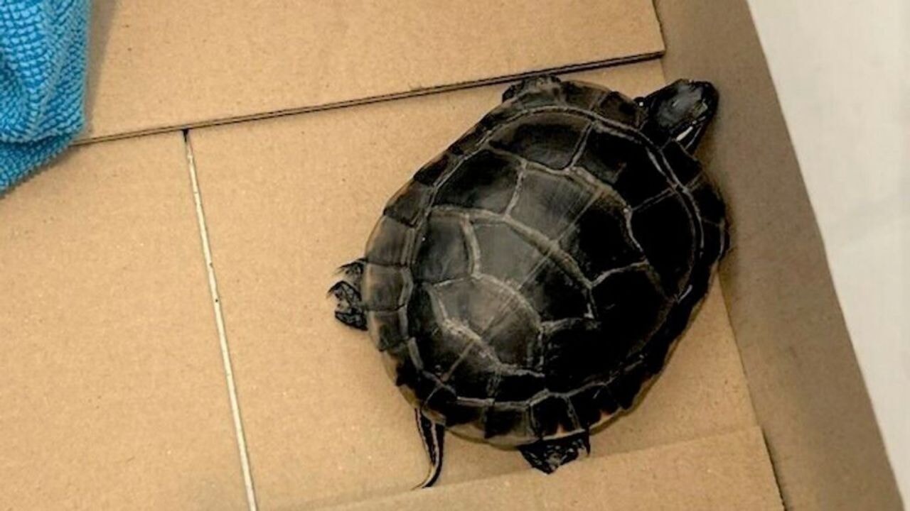 Uçak yolcusunun pantolonundan çıkan kaplumbağa şaşırttı