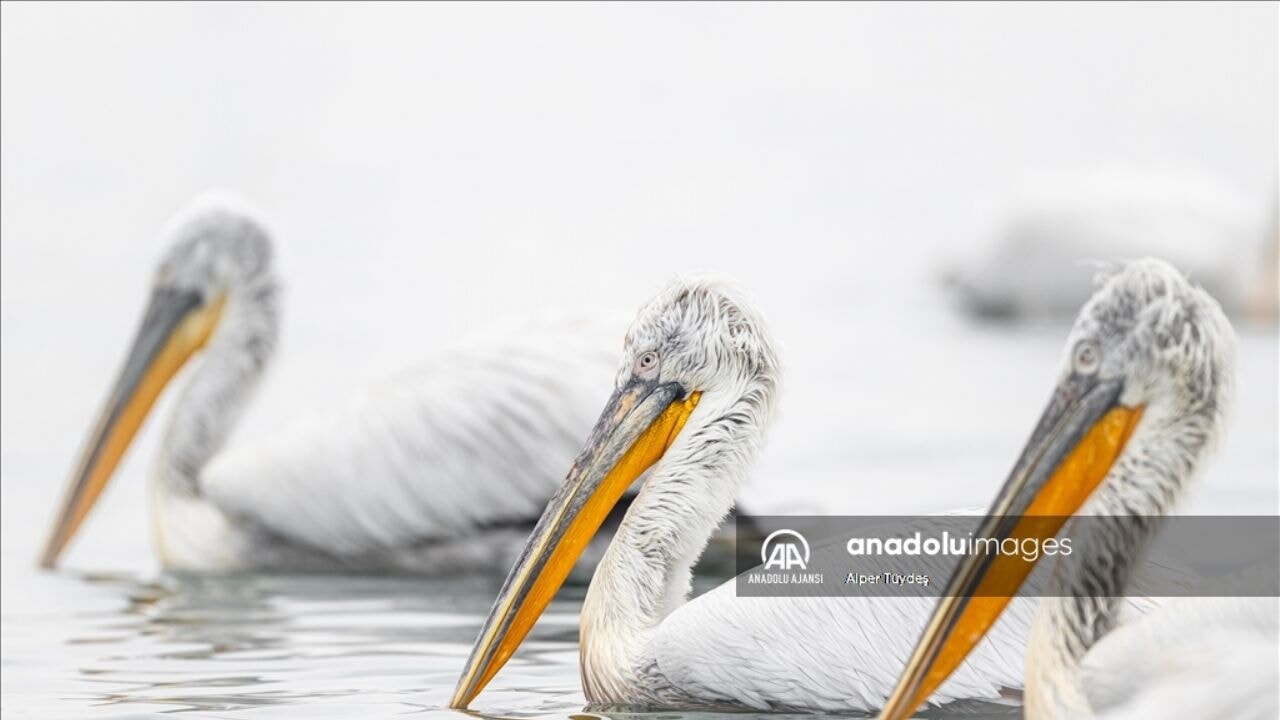 İzmir'in Gediz Deltası, tepeli pelikanların yeni yuvası