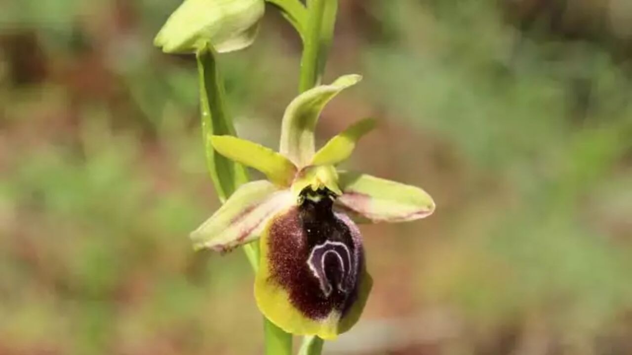 Kemer'de orkide mevsimi başladı