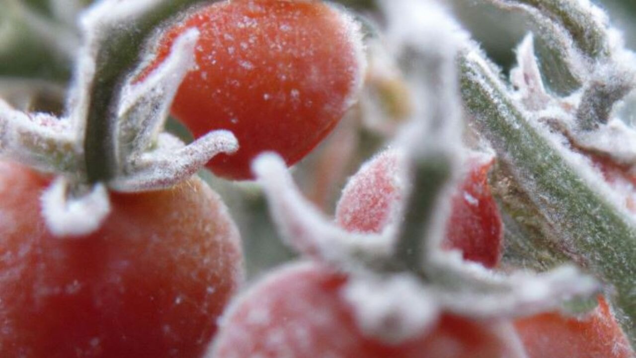 Yozgat'ta don alarmı! Çiftçiler için kritik uyarı