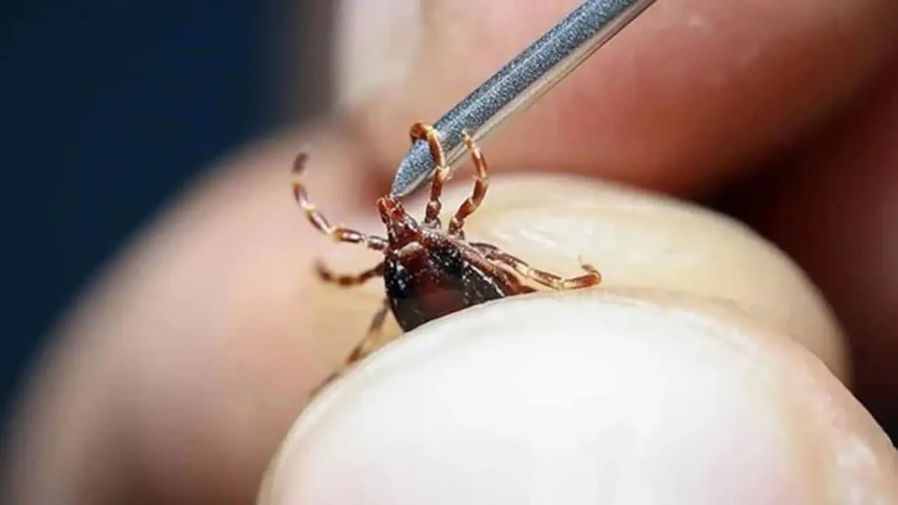 Kenelerin en çok sevdiği kan grubu belli oldu!