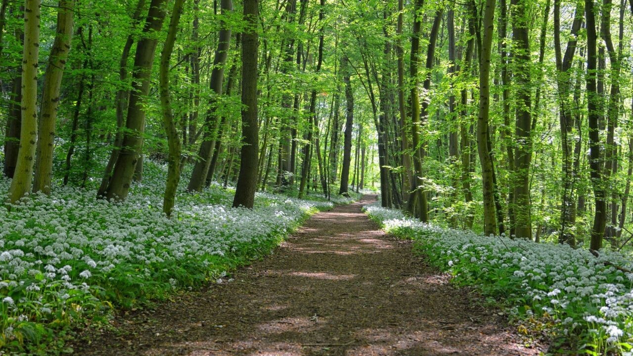 Orman Haftası başladı: Doğayı korumak için neler yapabiliriz?