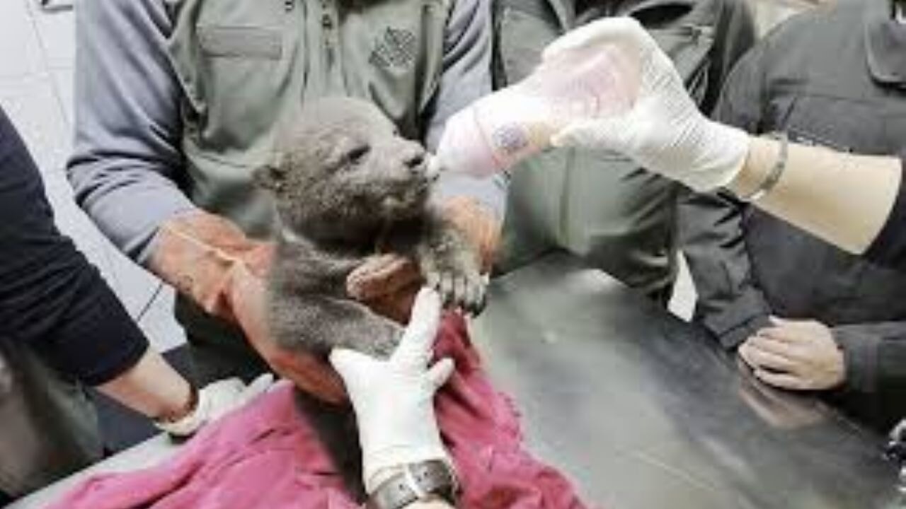 Orman işçilerinin bulduğu yavru ayı 'Bulut'a özel bakım