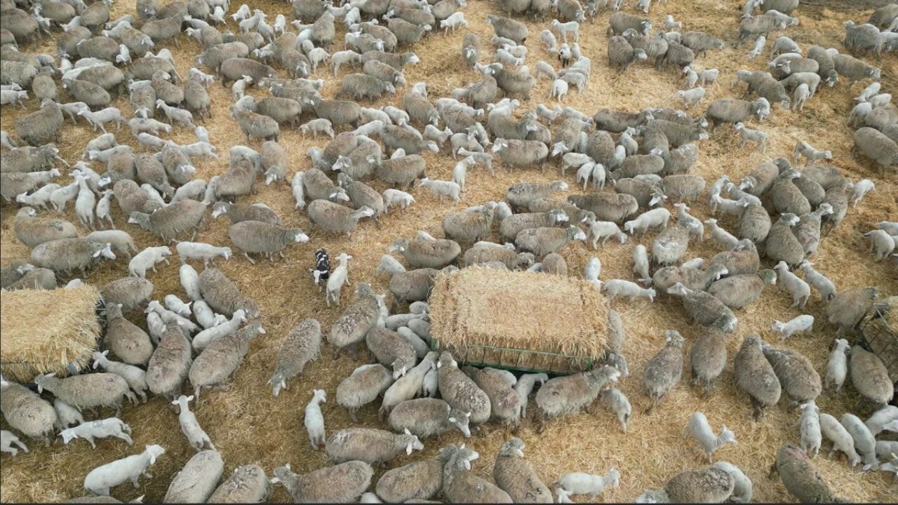 Ankara'da kuzuların anneleri ile renkli buluşması