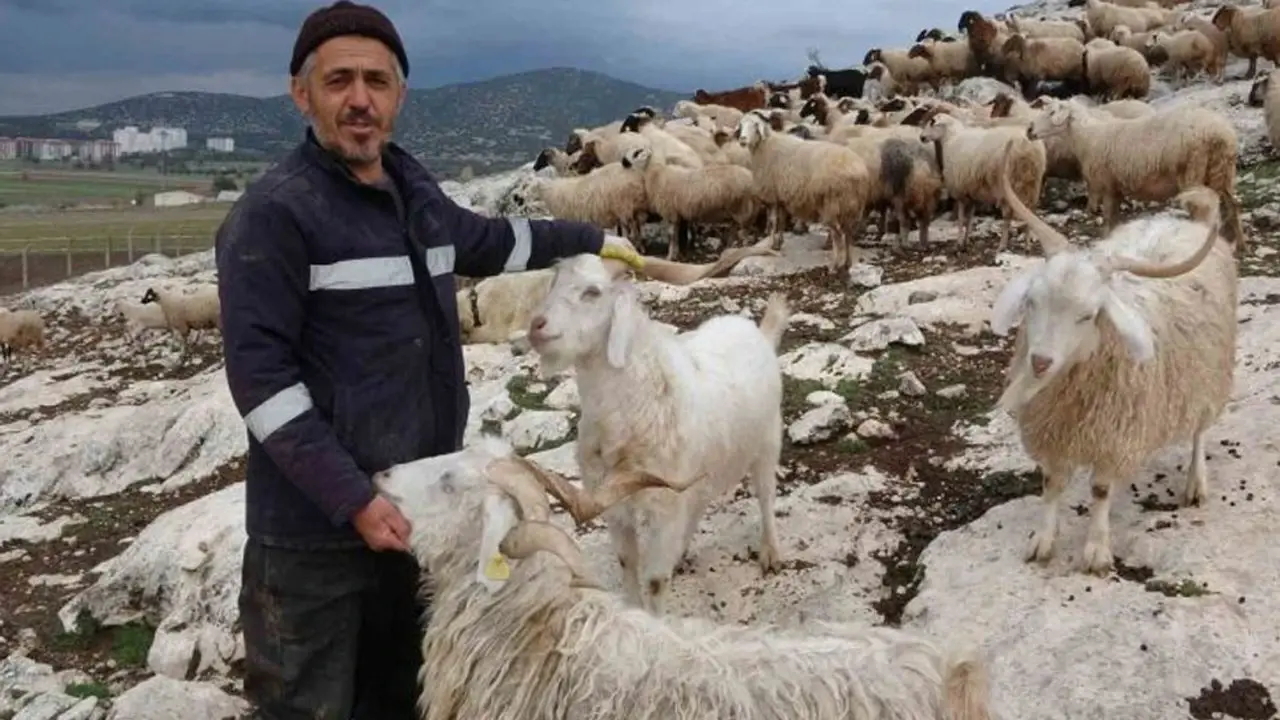 Isparta'da çobanın kurtlarla çaresiz savaşı: 'Gözümüzün önünde parçalıyorlar!'