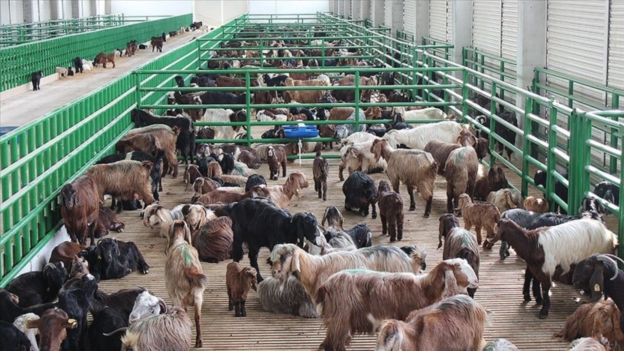 Hayvancılık desteklemesi 2024: İkinci dönem başvuruları bugün başlıyor