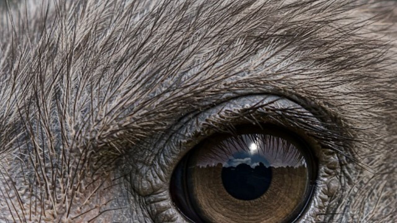 Devekuşlarının gözleri hakkında Bilim İnsanlarından ilginç keşif