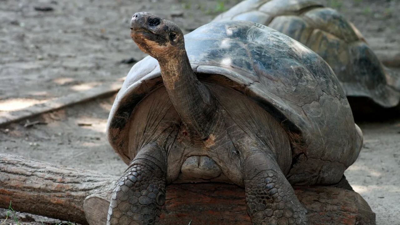 Soyu kurtuldu! Asırlık dev kaplumbağa ilk kez doğurdu