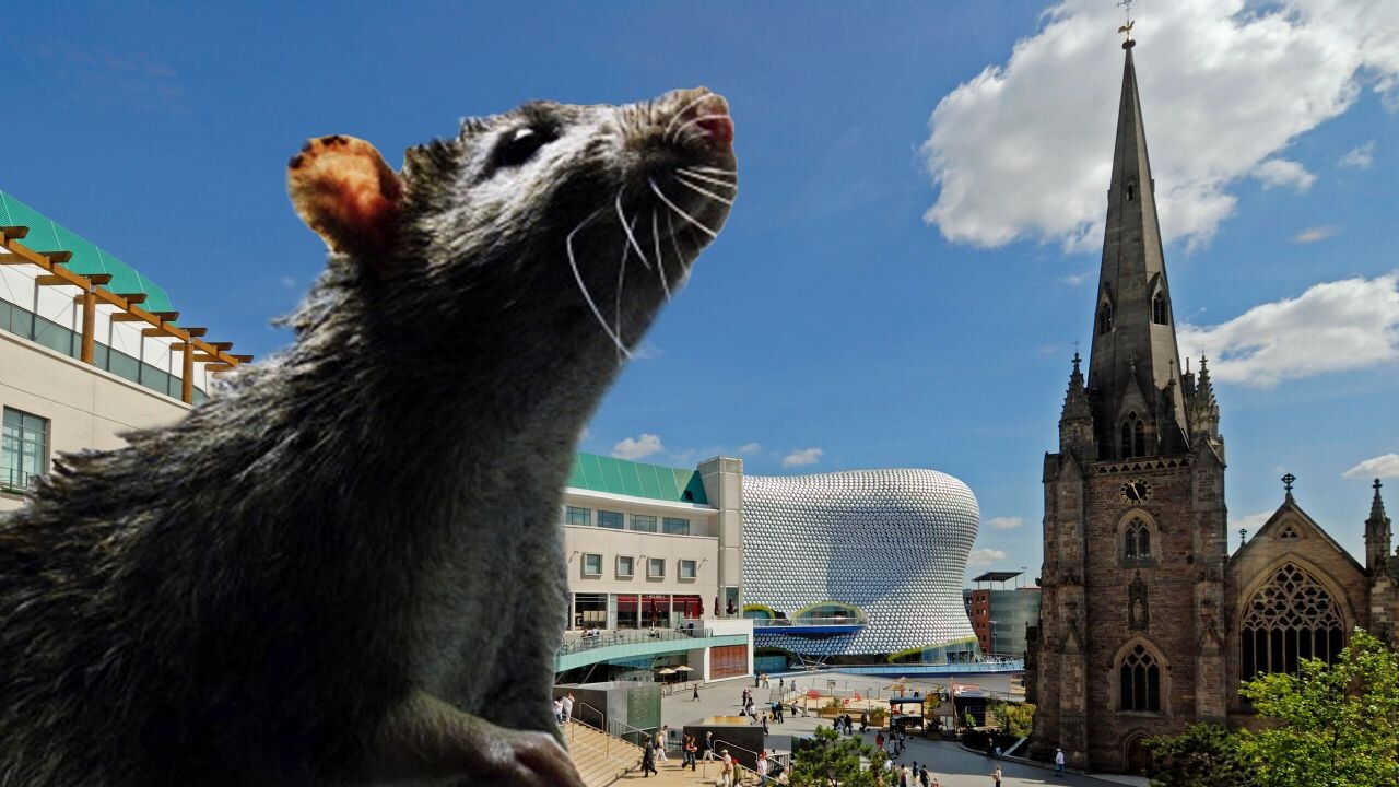 'Kedilerden büyük fareler' ülke sokaklarında dolaşıyor