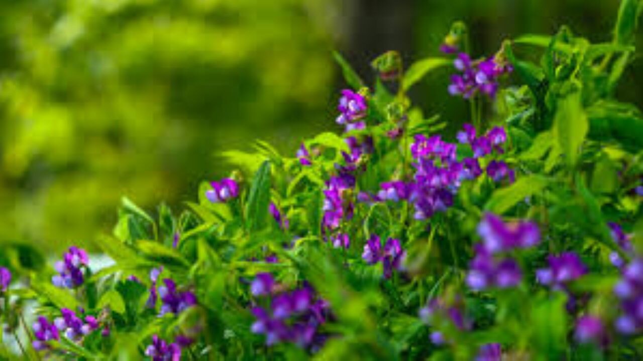 Çam Dağı'na ilkbaharın renkleri hakim oldu