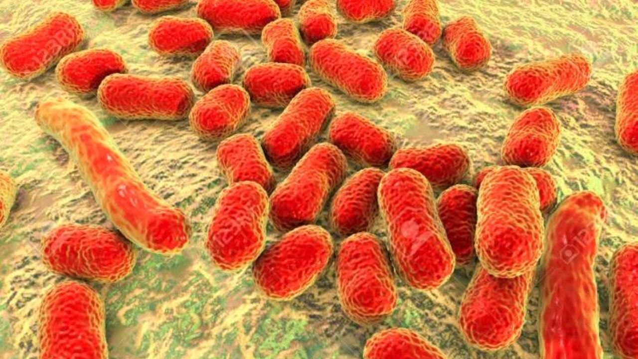 Ölümcül antibiyotik dirençli 'süper bakteri' tespit edildi