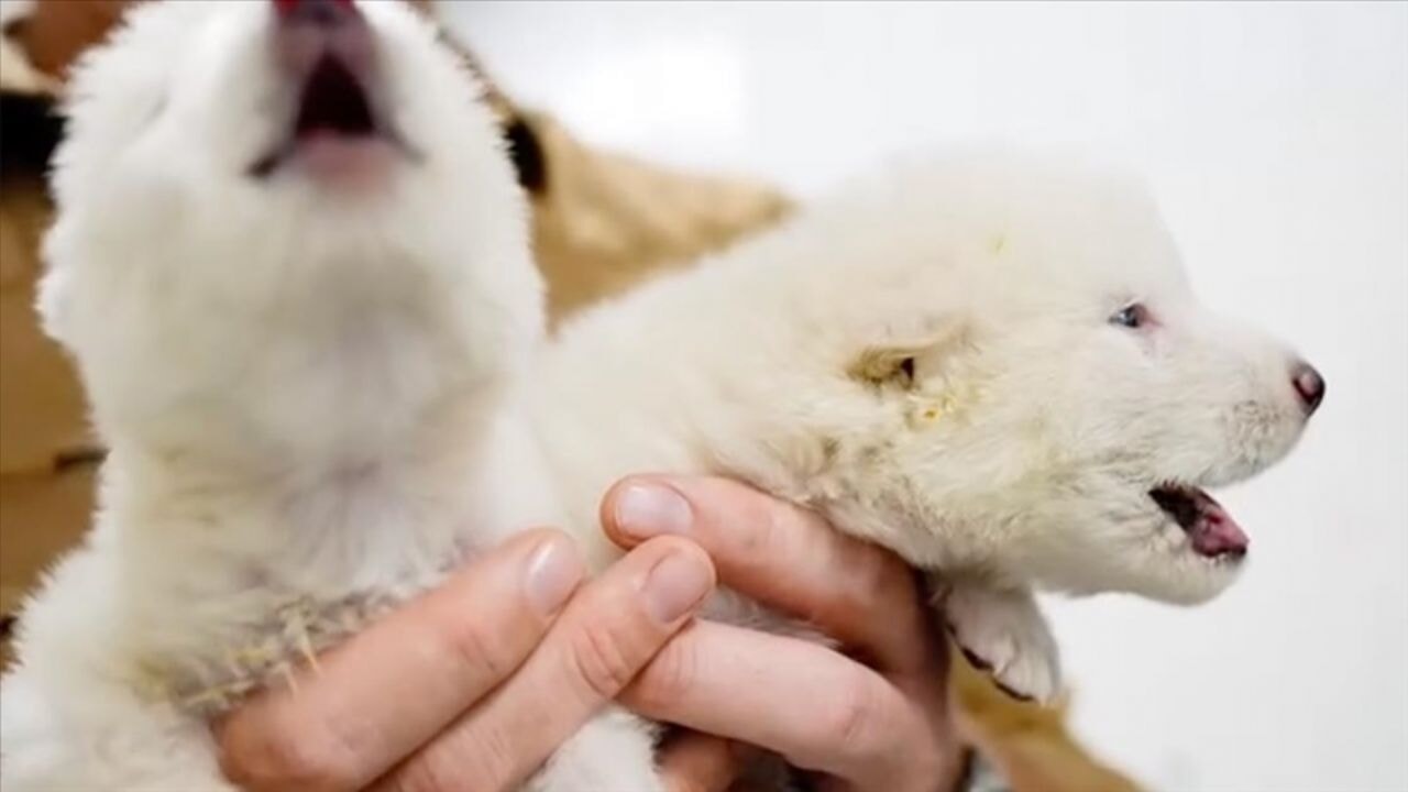 Nesli tükenen 'Ulukurt' kurtarıldı