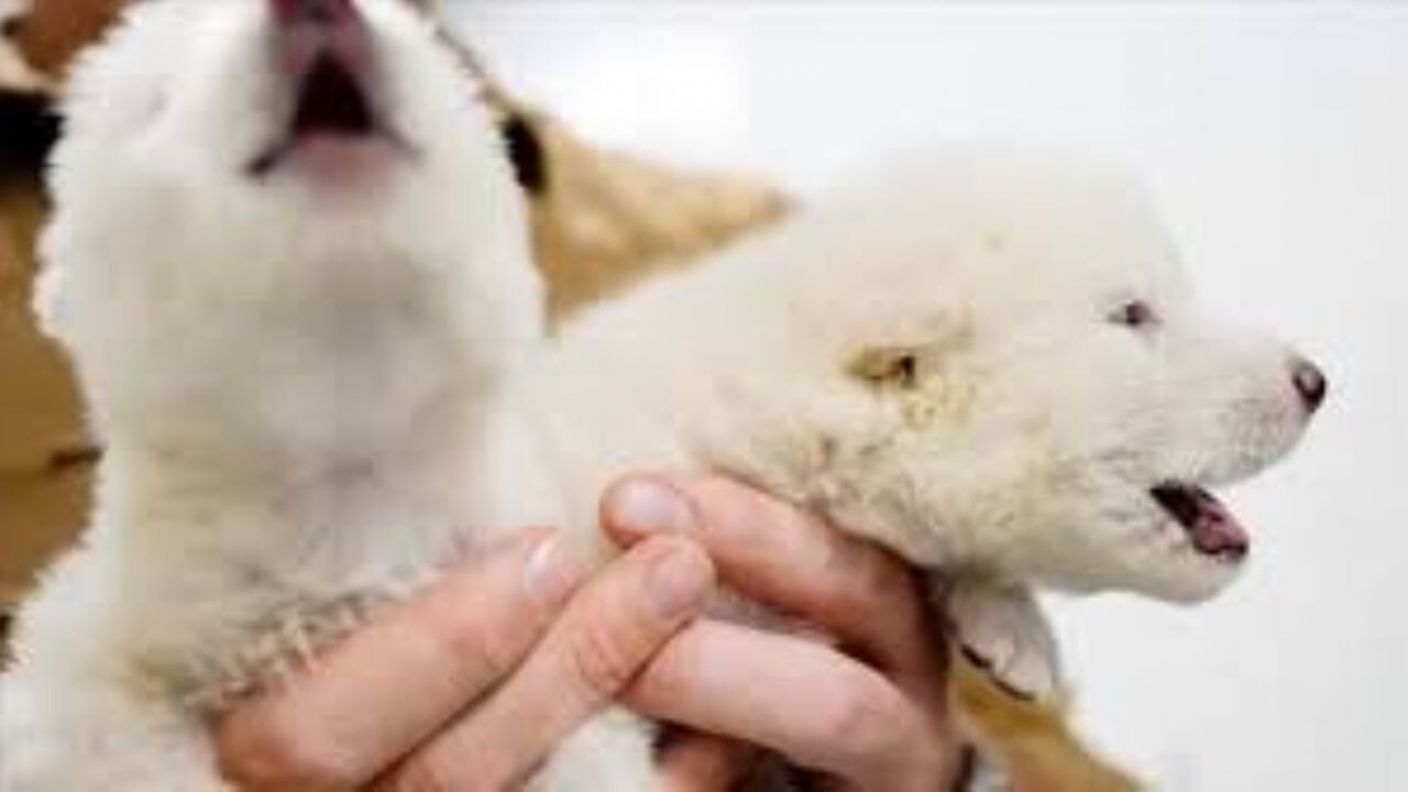 Bilim insanları, 12.500 yıl önce nesli tükenen 'Ulukurt' türünü hayata döndürdü