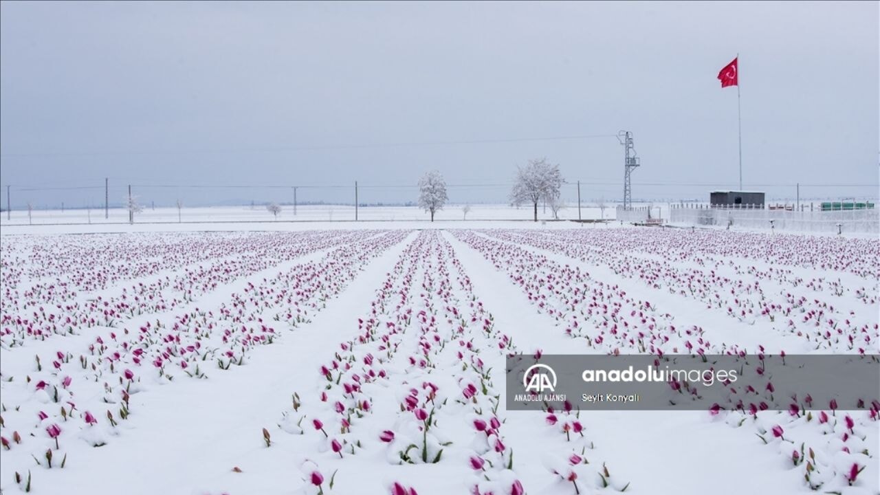 Nisan ayında karla kaplanan laleler