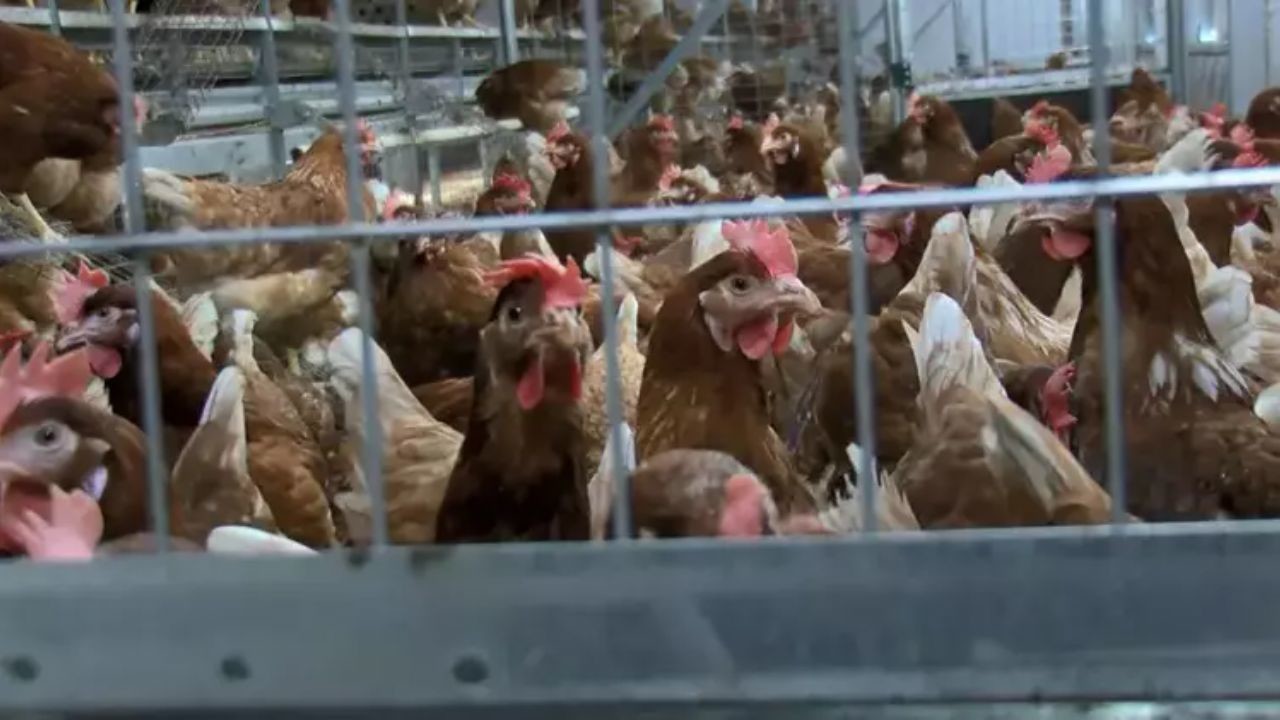 1000 tavuklu çiftlik kurmak karlı mı? İşte detaylı hesaplama!