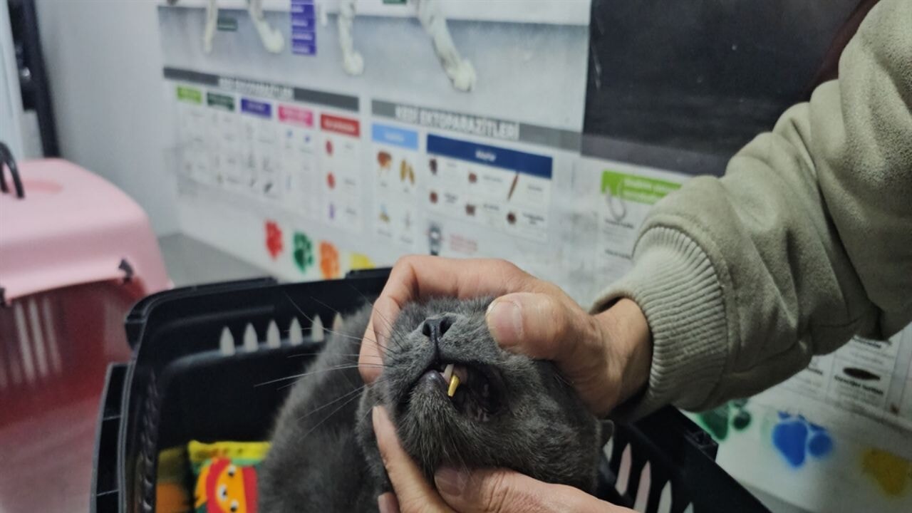 Kediye altından diş yapıldı