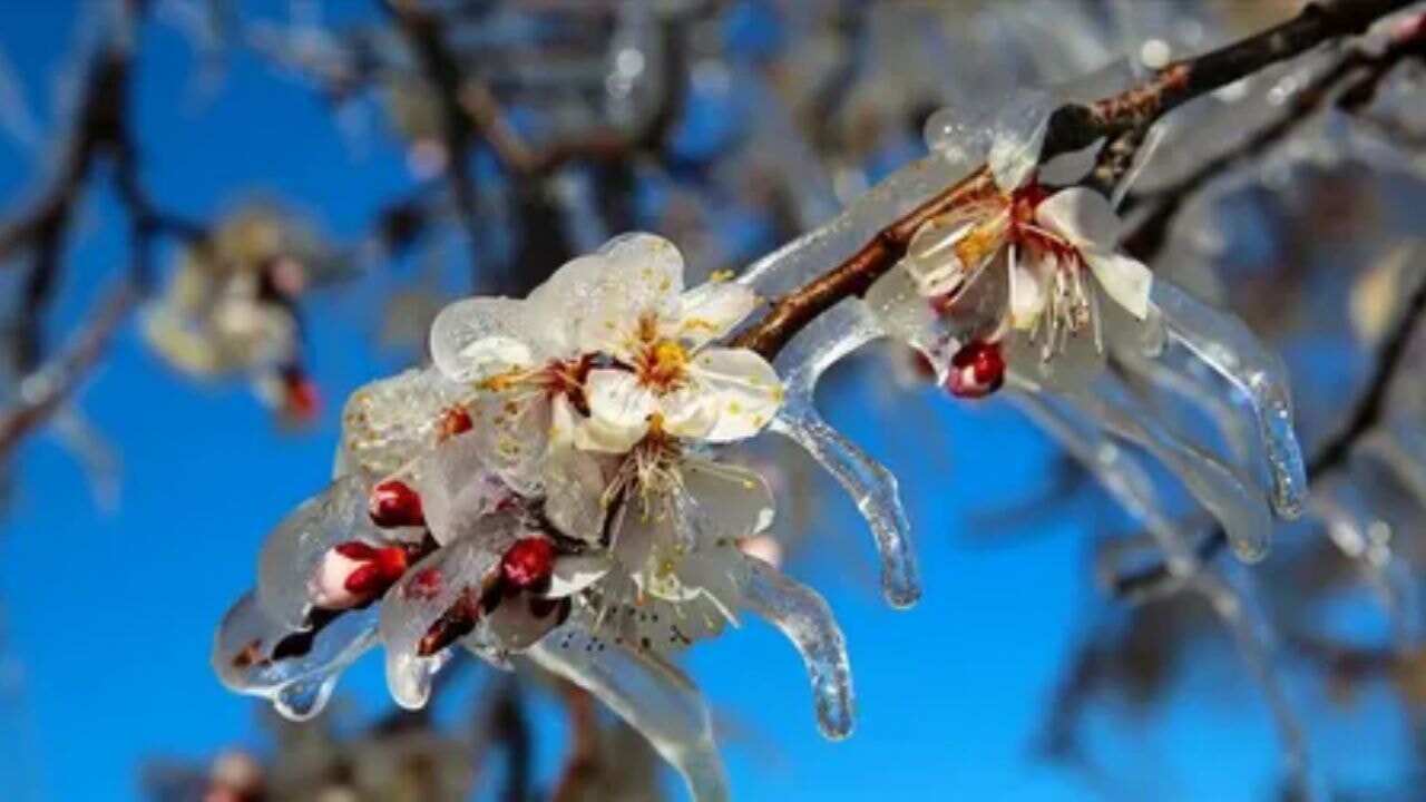Ankara'da çiftçiye soğuk şoku! Zirai don alarmı verildi