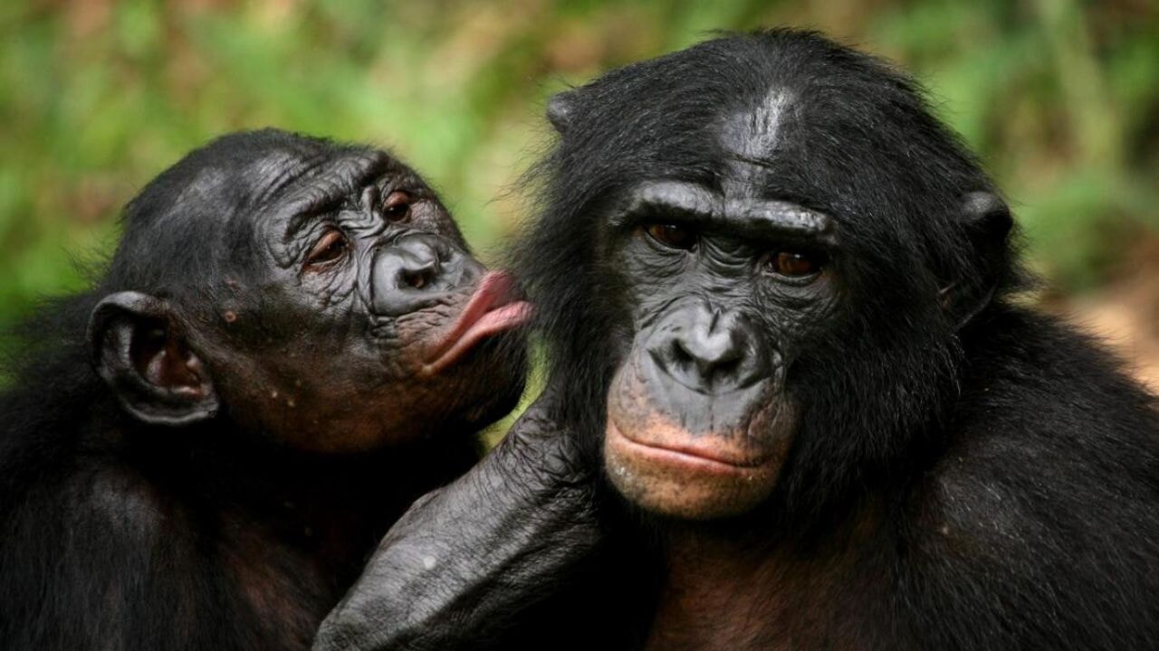 Şaşırtan keşif: İnsan gibi 'konuşuyorlar'